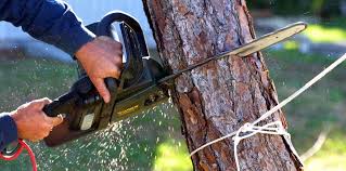 Best Tree Maintenance Programs  in Lake Telemark, NJ