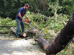 How Our Tree Care Process Works  in  Lake Telemark, NJ