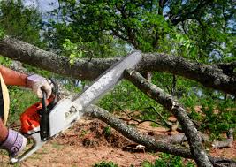 Best Tree Maintenance Programs  in Lake Telemark, NJ