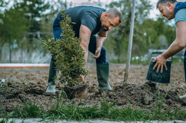 Best Sod Installation  in Lake Telemark, NJ